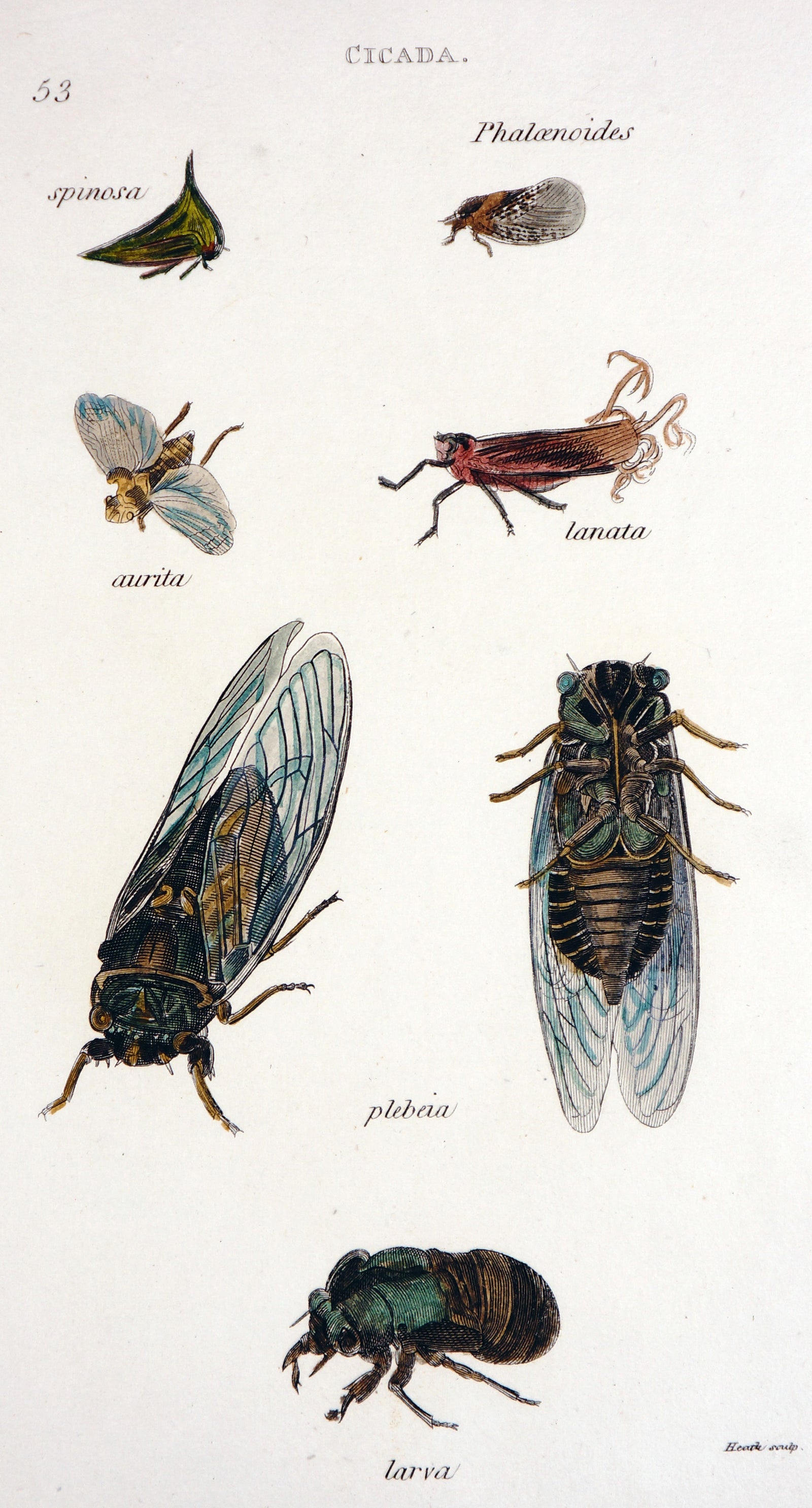 Cicada Beetles, Hand Colored Engraving - Authentic Vintage Antique Print