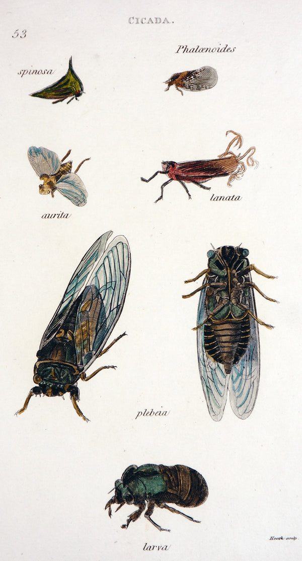 Cicada Beetles, Hand Colored Engraving - Authentic Vintage Antique Print