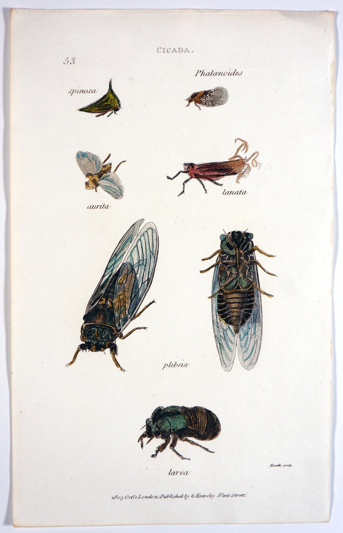 Cicada Beetles, Hand Colored Engraving - Authentic Vintage Antique Print