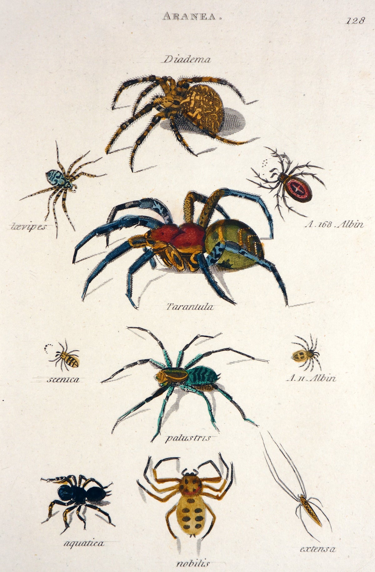 Aranea Spiders Tarantula Hand Colored Engraving - Authentic Vintage Antique Print