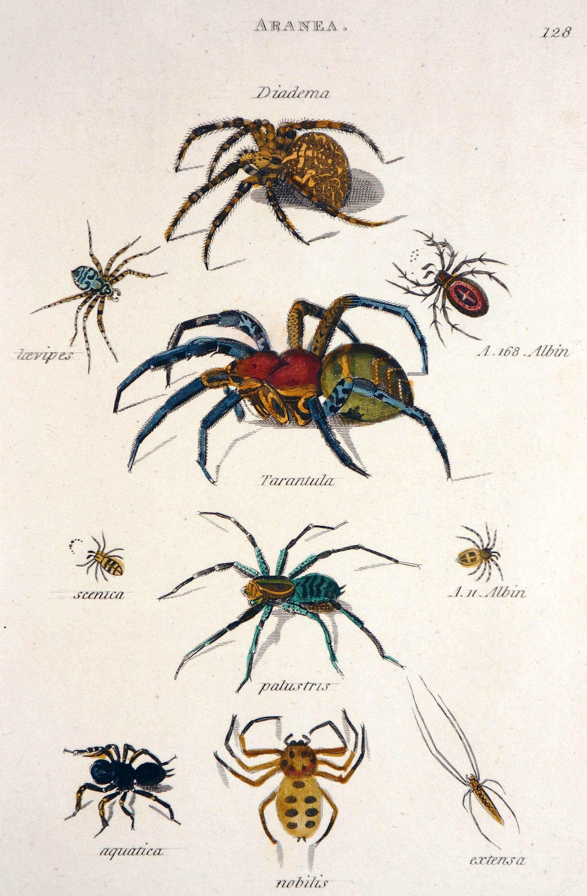 Aranea Spiders Tarantula Hand Colored Engraving - Authentic Vintage Antique Print
