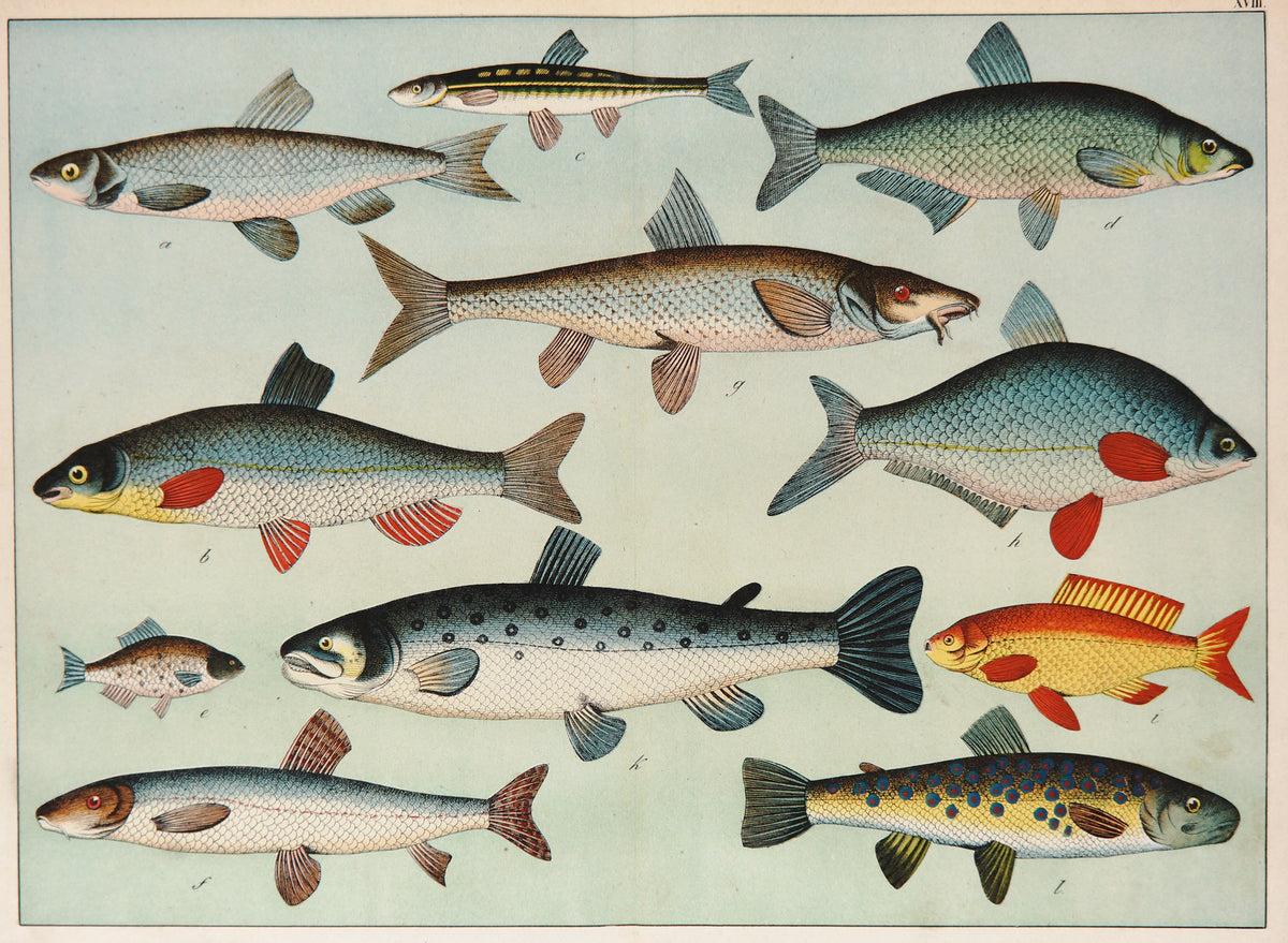 Trout, Salmon &amp; Others, Antique Chromolithograph - Authentic Vintage Poster