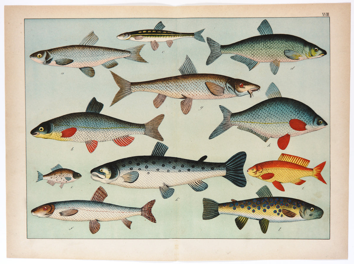Trout, Salmon &amp; Others, Antique Chromolithograph - Authentic Vintage Poster