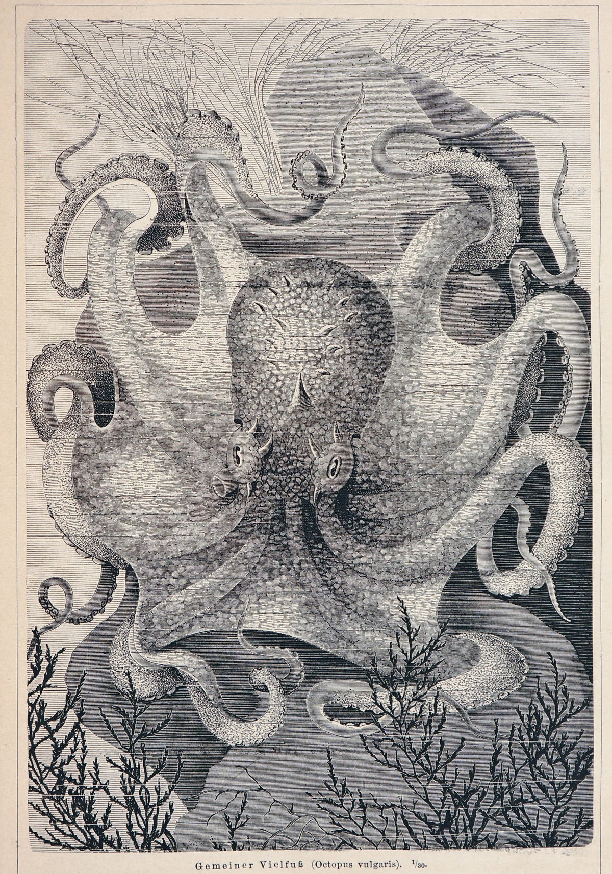 Octopus Vulgaris, Antique Engraving - Authentic Vintage Past Sale