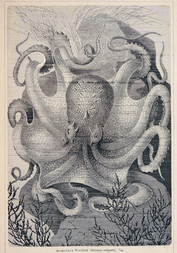 Octopus Vulgaris, Antique Engraving - Authentic Vintage Antique Print