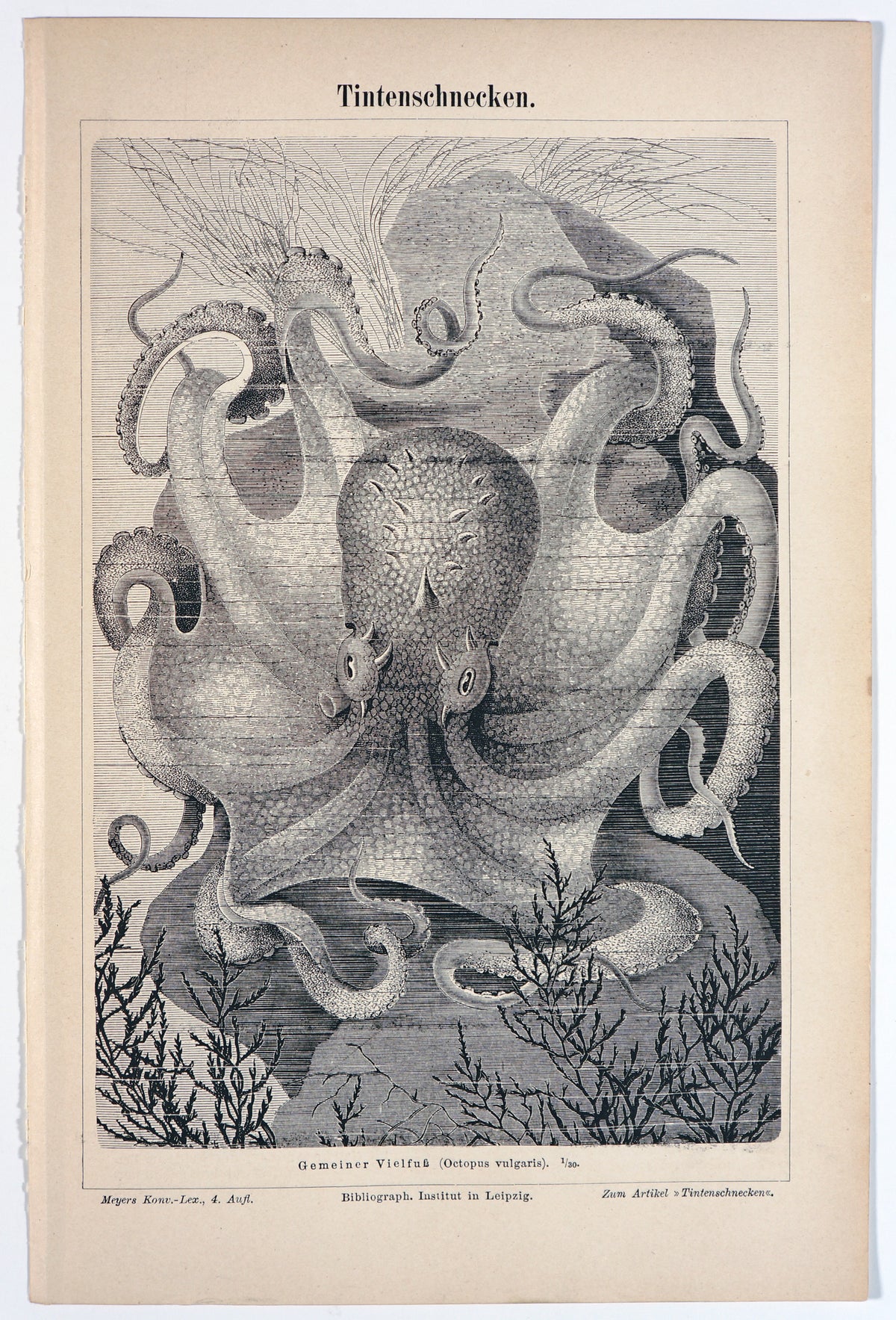 Octopus Vulgaris, Antique Engraving - Authentic Vintage Past Sale