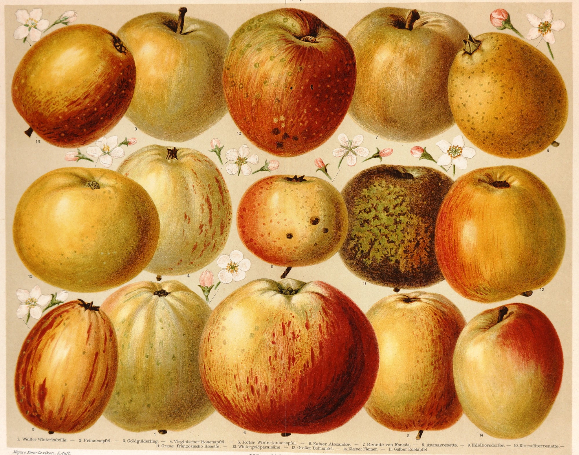 Apples,  Antique Chromolithograph - Authentic Vintage Antique Print