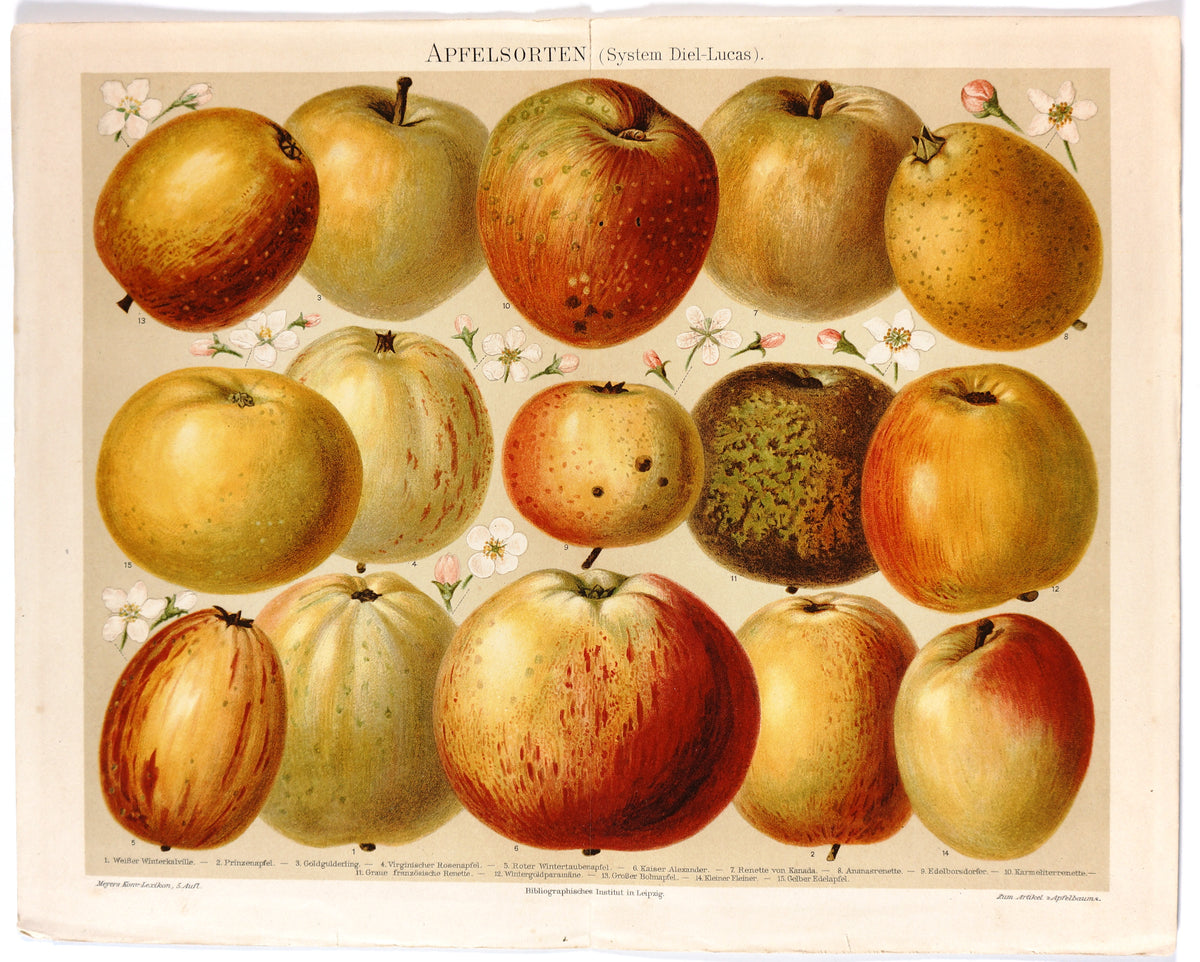 Apples,  Antique Chromolithograph - Authentic Vintage Antique Print