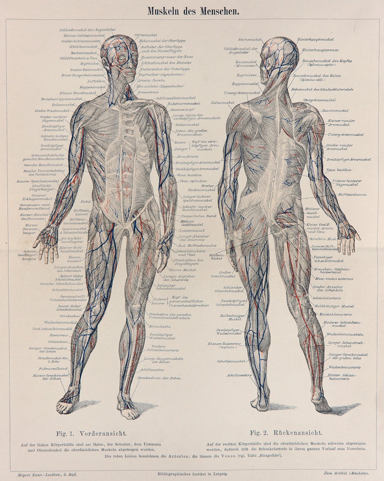 Human Muscular System, Anatomy- Antique Steel Engraving - Authentic Vintage Antique Print