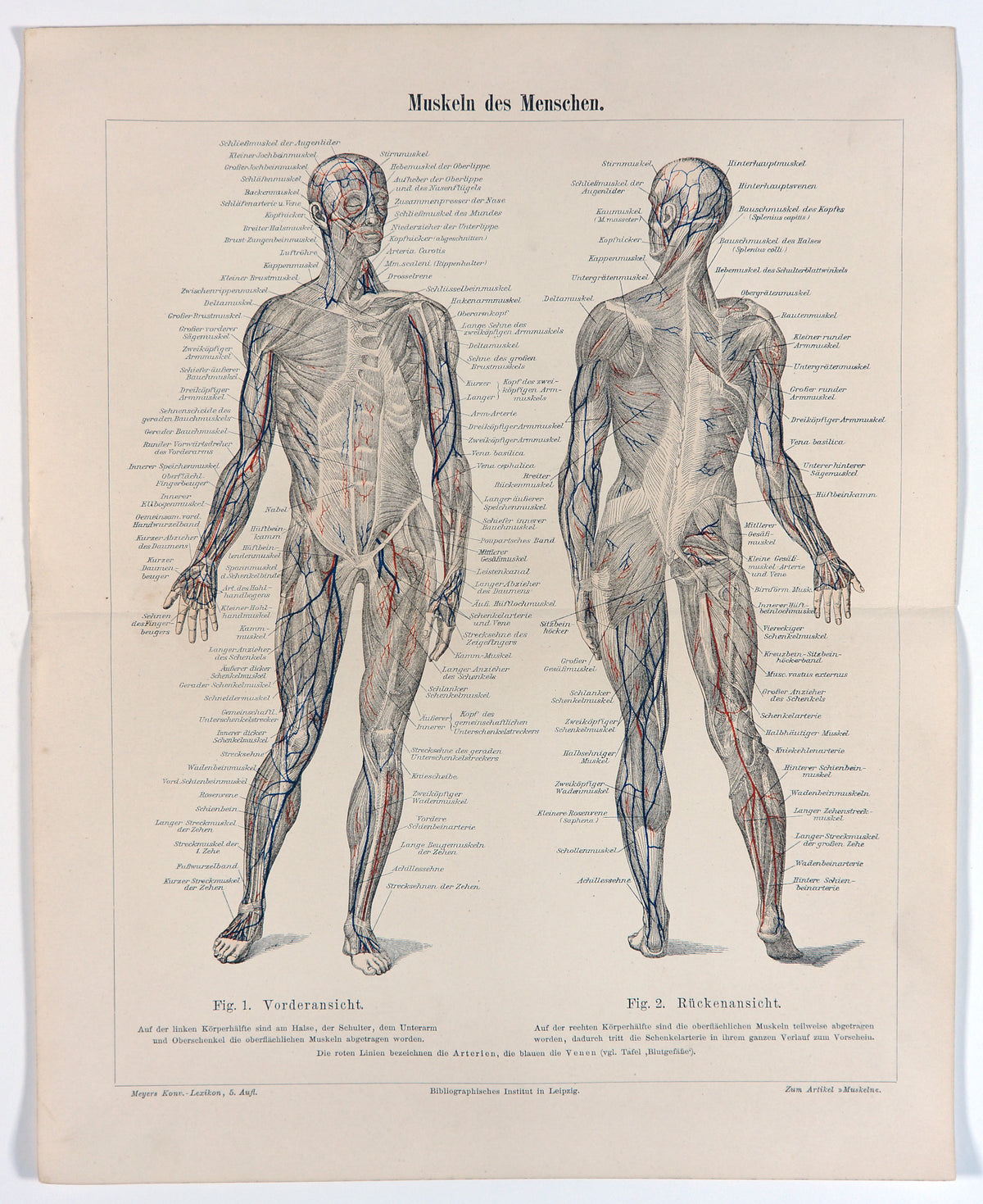 Human Muscular System, Anatomy- Antique Steel Engraving - Authentic Vintage Antique Print