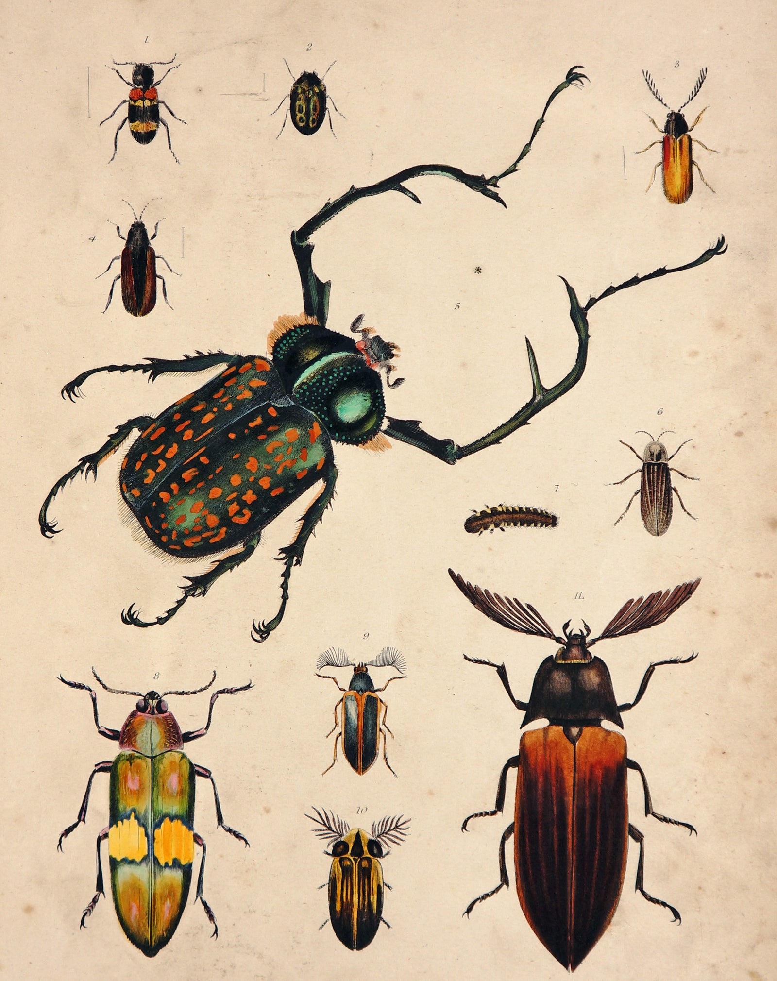 Long-Armed Leaf, Philippine Great Beetle & Others HC Engraving - Authentic Vintage Antique Print