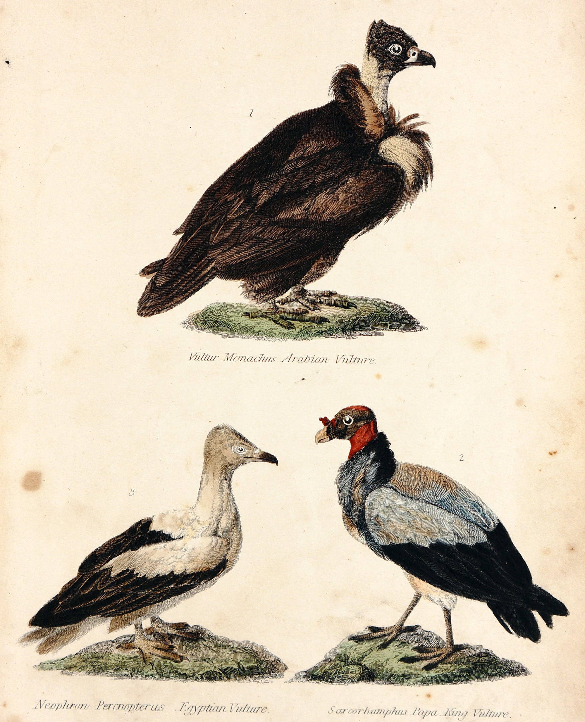Arabian Vulture Egyptian Vulture King, Hand colored Engraving - Authentic Vintage Antique Print