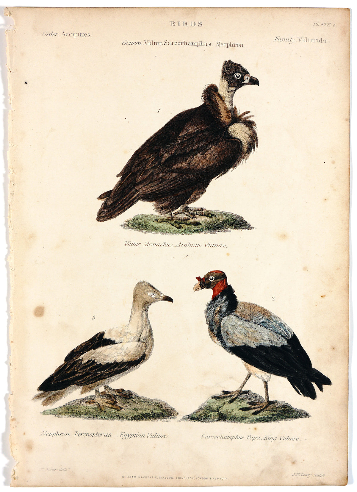 Arabian Vulture Egyptian Vulture King, Hand colored Engraving - Authentic Vintage Antique Print