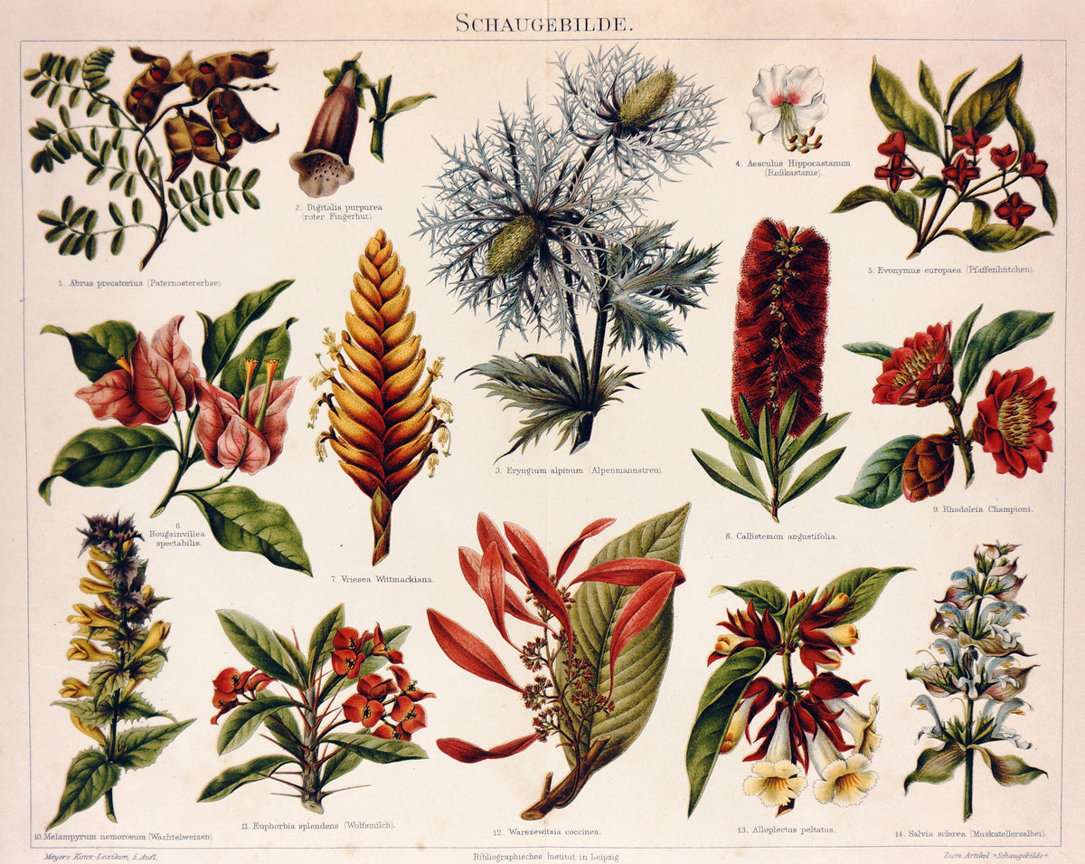 Tropical Flowers, Plants, Aechmea, Bottlebrush Antique Chromolithograph - Authentic Vintage Antique Print