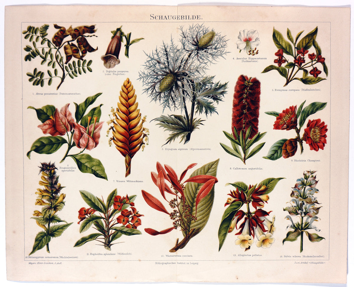 Tropical Flowers, Plants, Aechmea, Bottlebrush Antique Chromolithograph - Authentic Vintage Antique Print