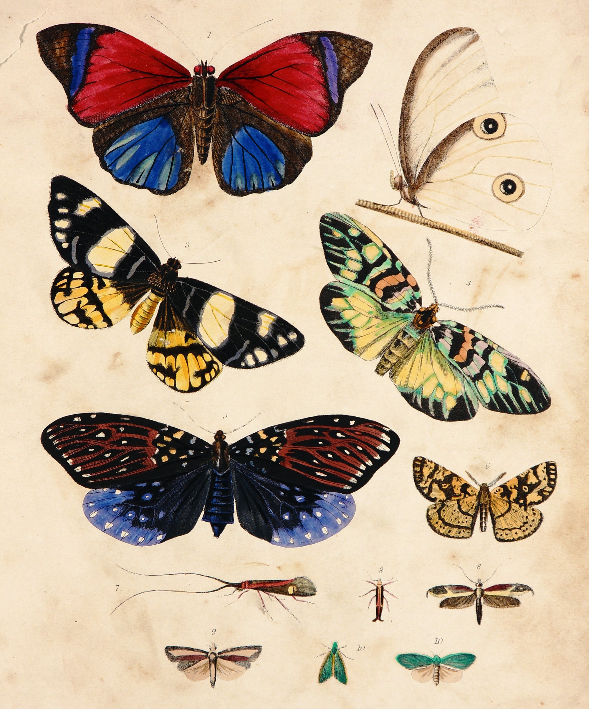 Annetta Amazon, Painter's Pallet & Other Butterflies Engraving - Authentic Vintage Antique Print