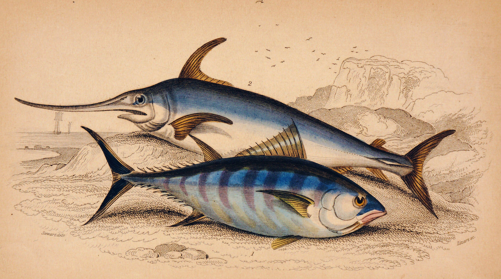 Swordfish Hand Colored Engraving - Authentic Vintage Antique Print