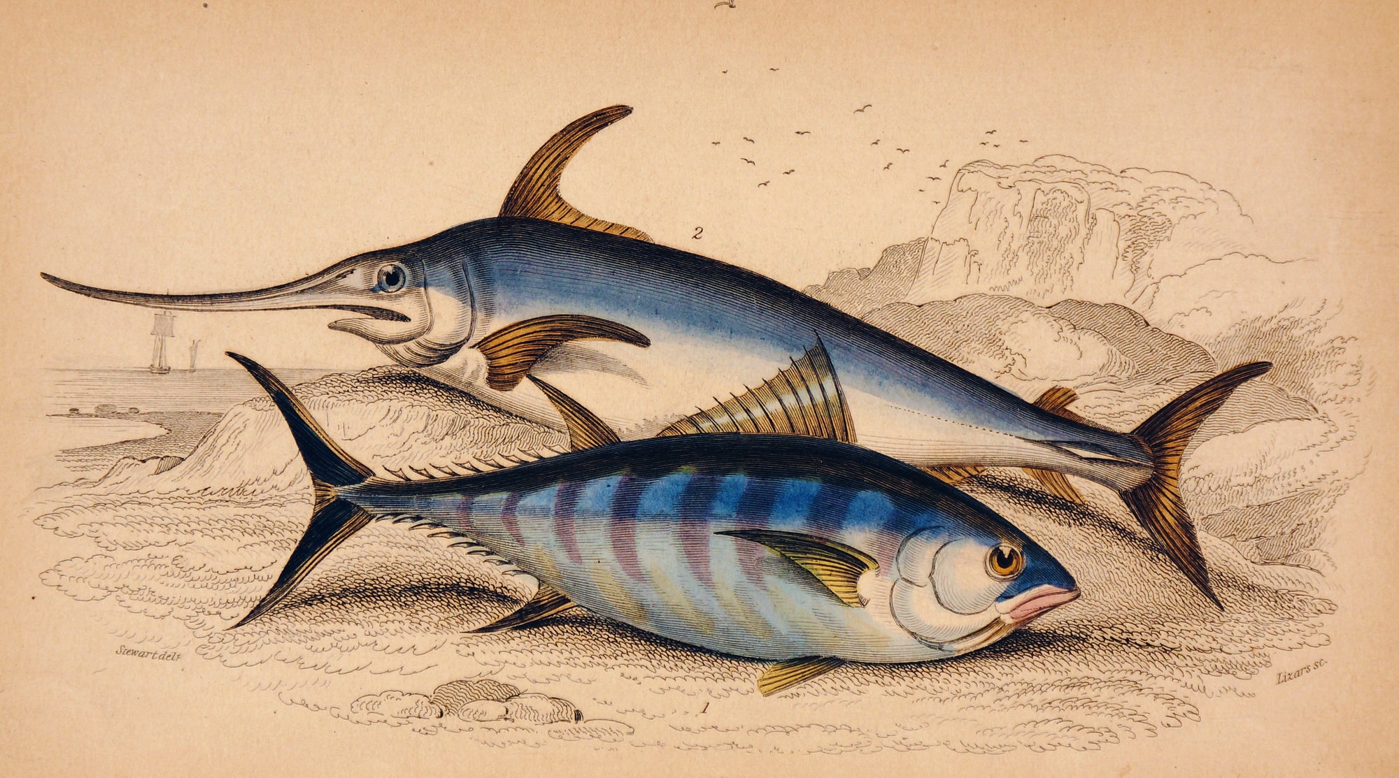 Swordfish Hand Colored Engraving - Authentic Vintage Antique Print