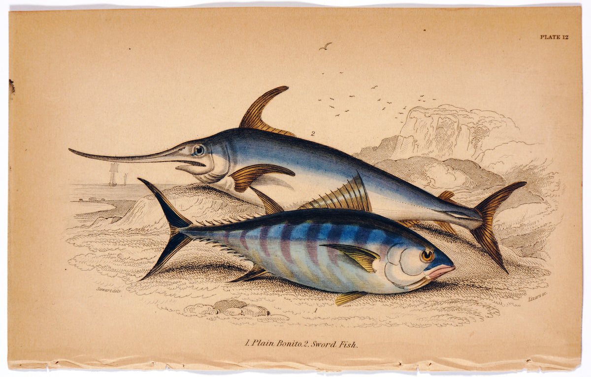 Swordfish Hand Colored Engraving - Authentic Vintage Antique Print