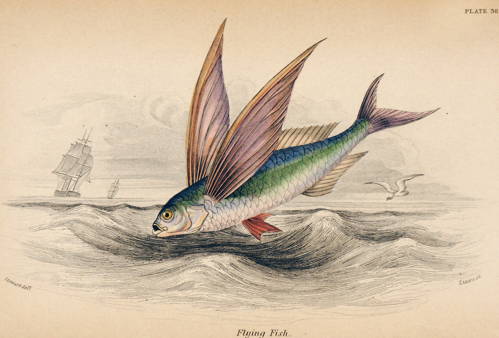 Flying Fish, Hand Colored Engraving - Authentic Vintage Poster