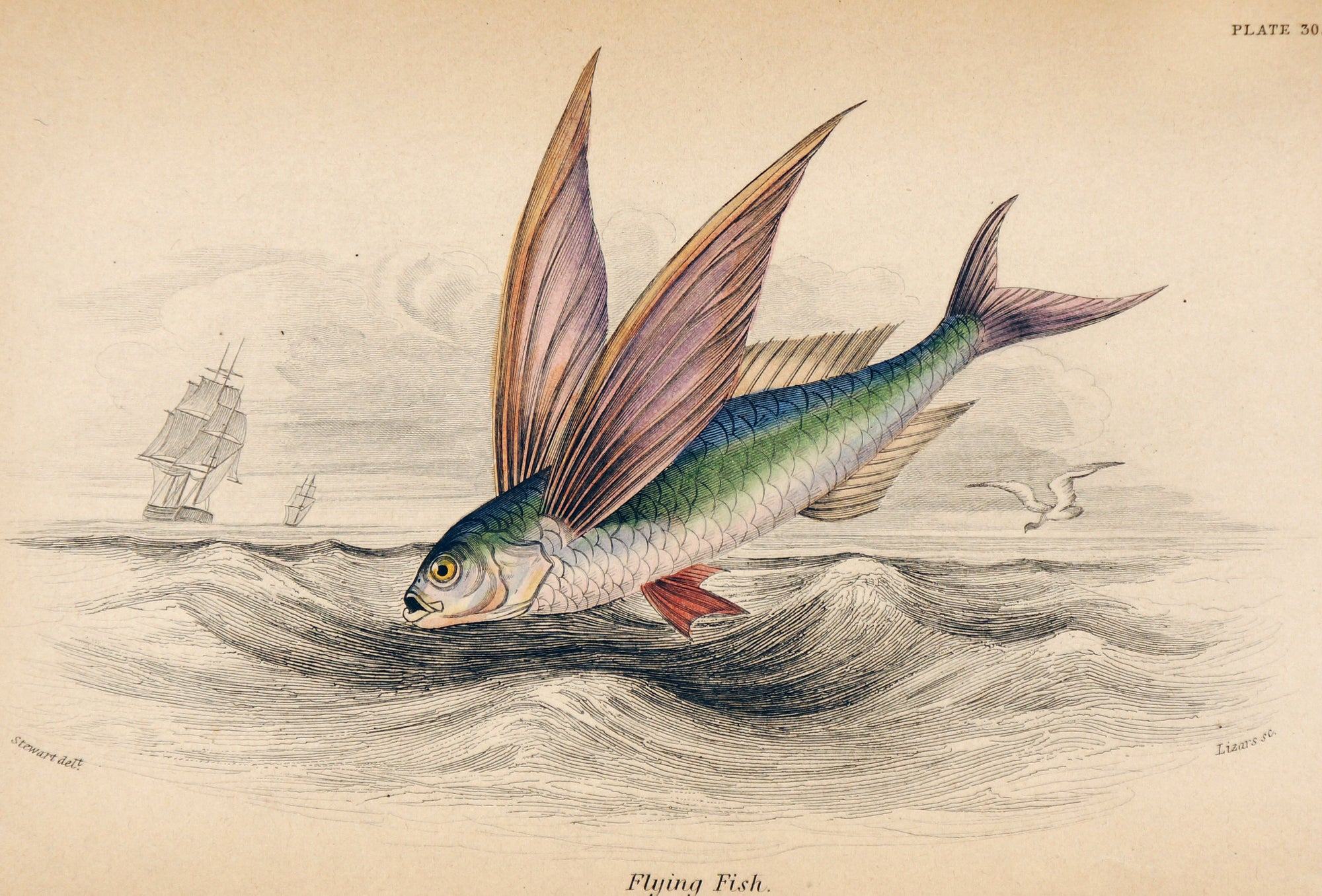Flying Fish, Hand Colored Engraving - Authentic Vintage Poster