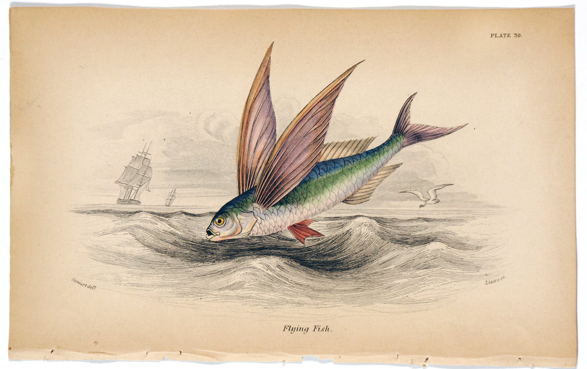 Flying Fish, Hand Colored Engraving - Authentic Vintage Poster