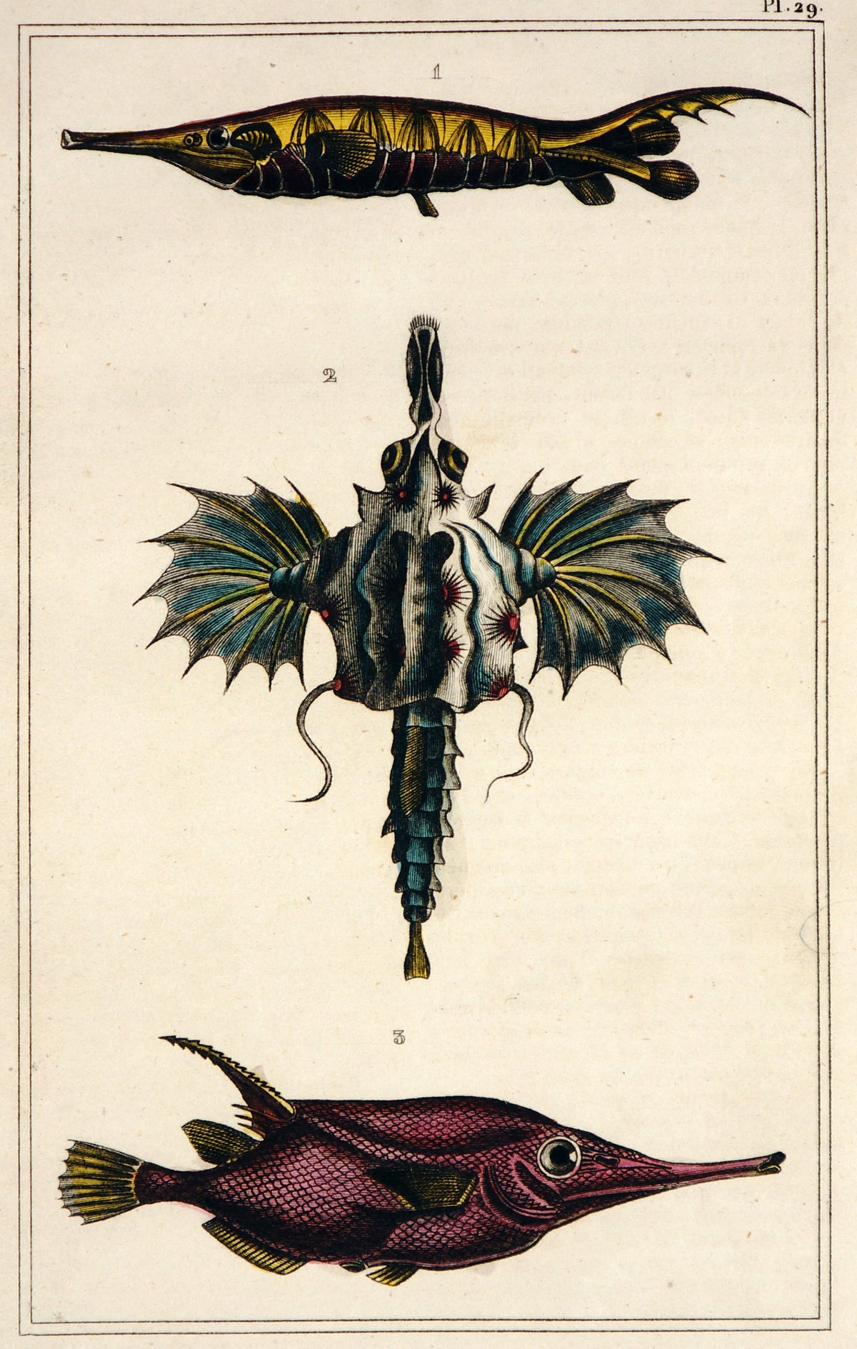 Dragon Fish, Longspine Snipefish, Hand Colored Engraving - Authentic Vintage Poster