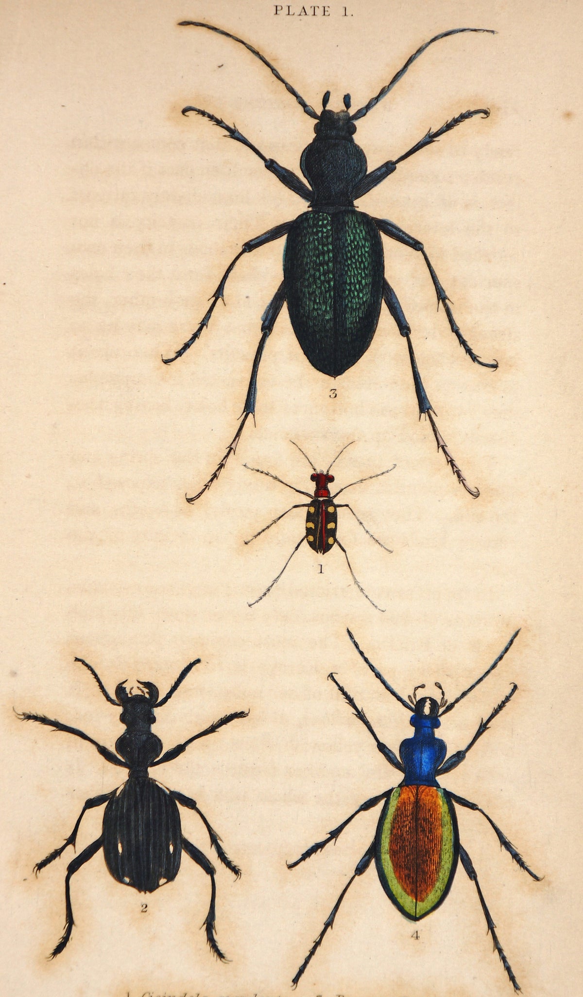 Beetles, Carabus Hispanus, Hand-Colored Engraving - Authentic Vintage Poster