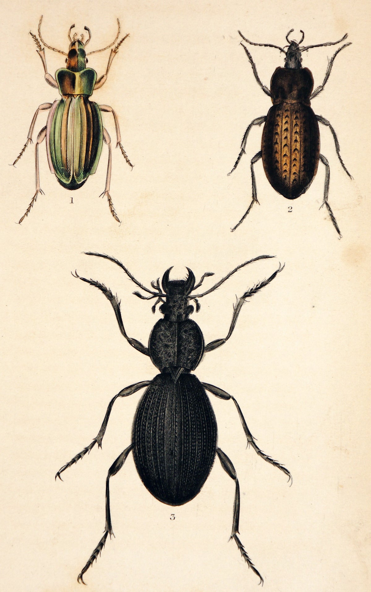 Golden Ground Beetle, Hand Colored Engraving - Authentic Vintage Antique Print