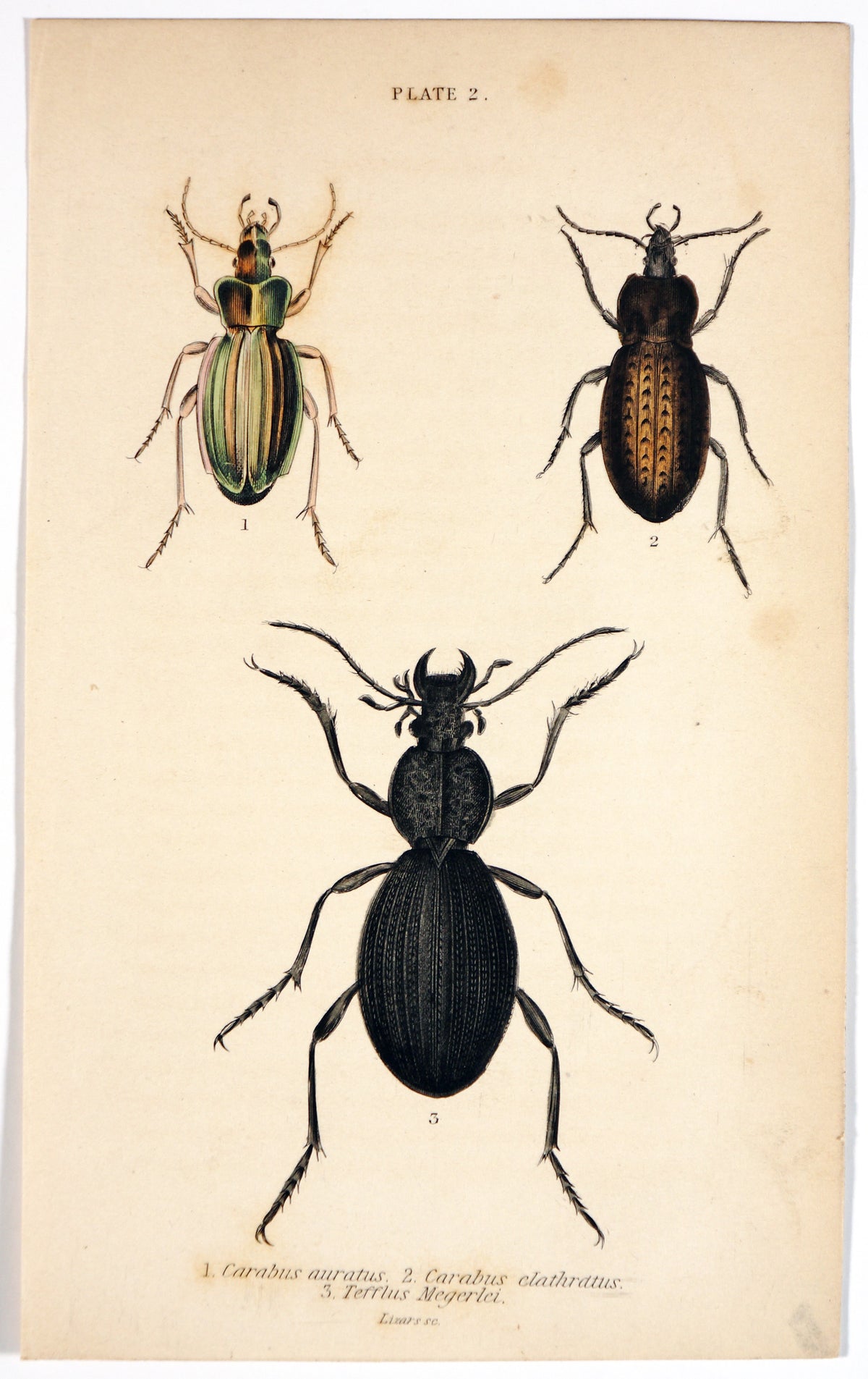 Golden Ground Beetle, Hand Colored Engraving - Authentic Vintage Antique Print