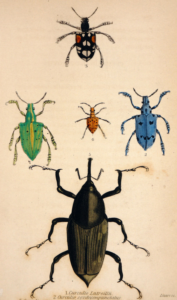 Nut Weevils Beetles, Hand Colored Engraving - Authentic Vintage Antique Print