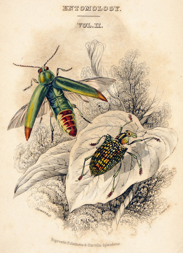 Natural History of Beetles- Title Page - Authentic Vintage Antique Print