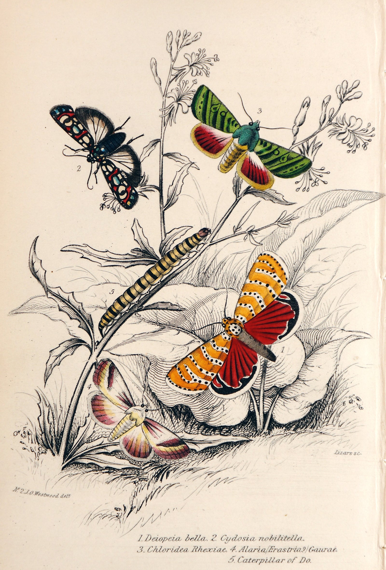 Jardine Exotic Moths Hand colored Engraving - Authentic Vintage Antique Print