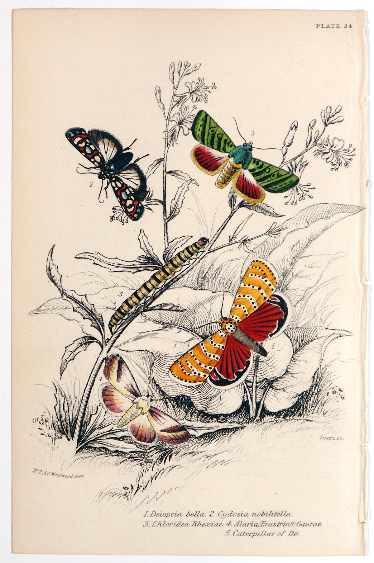 Jardine Exotic Moths Hand colored Engraving - Authentic Vintage Antique Print