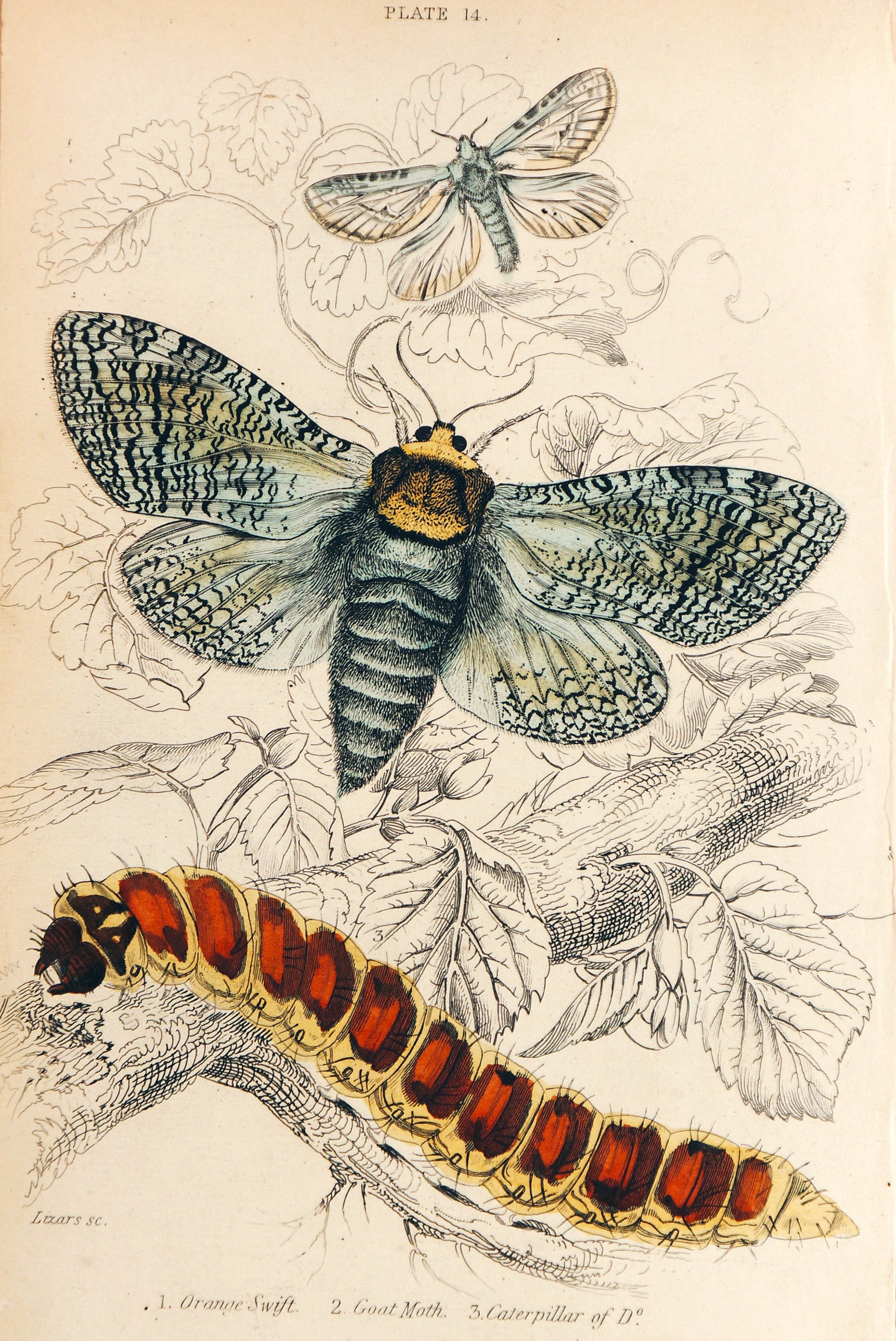 Jardine Exotic Moths Hand Colored Engraving - Authentic Vintage Antique Print