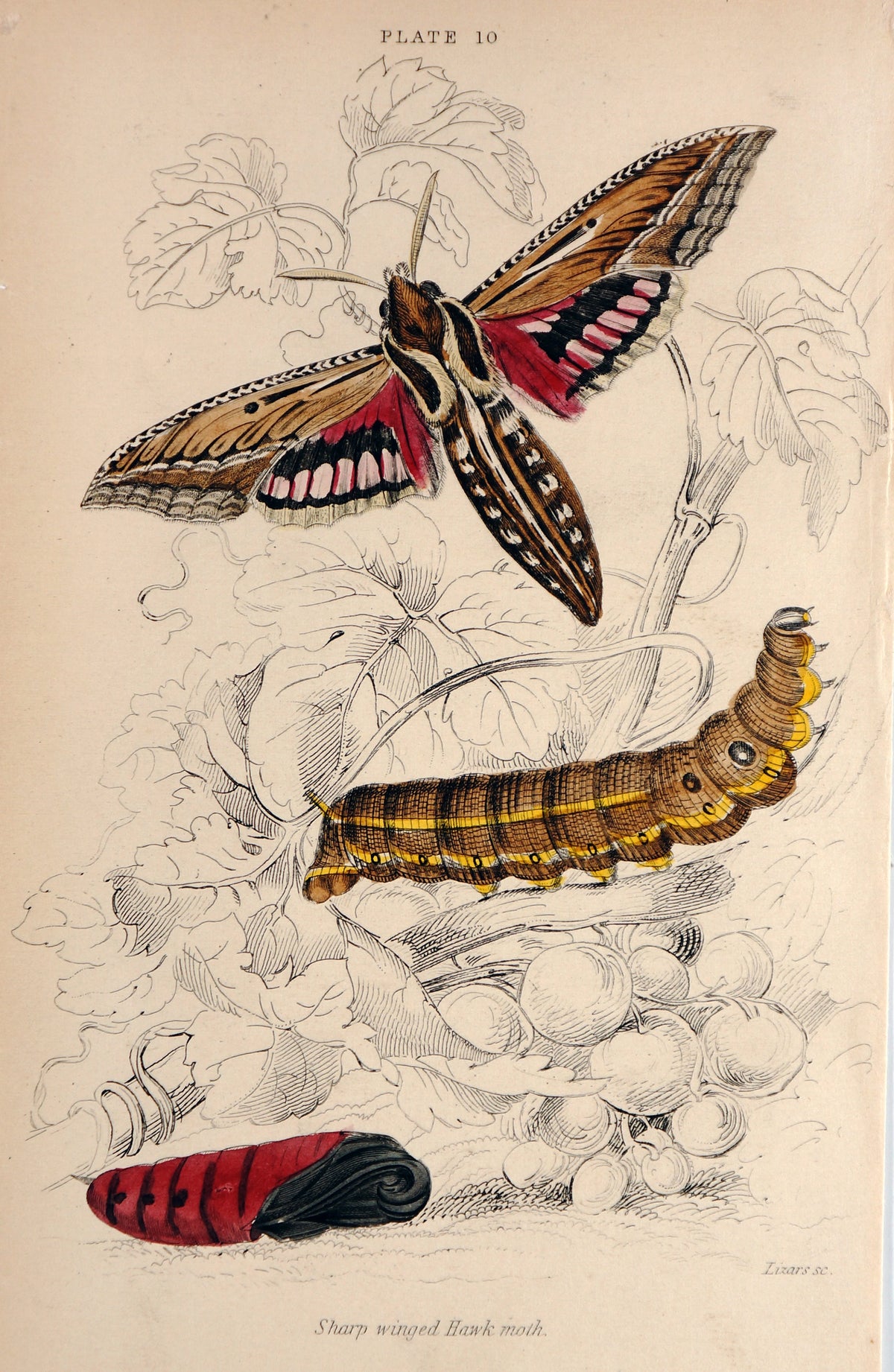 Jardine Exotic Moths Hand Colored Engraving - Authentic Vintage Antique Print