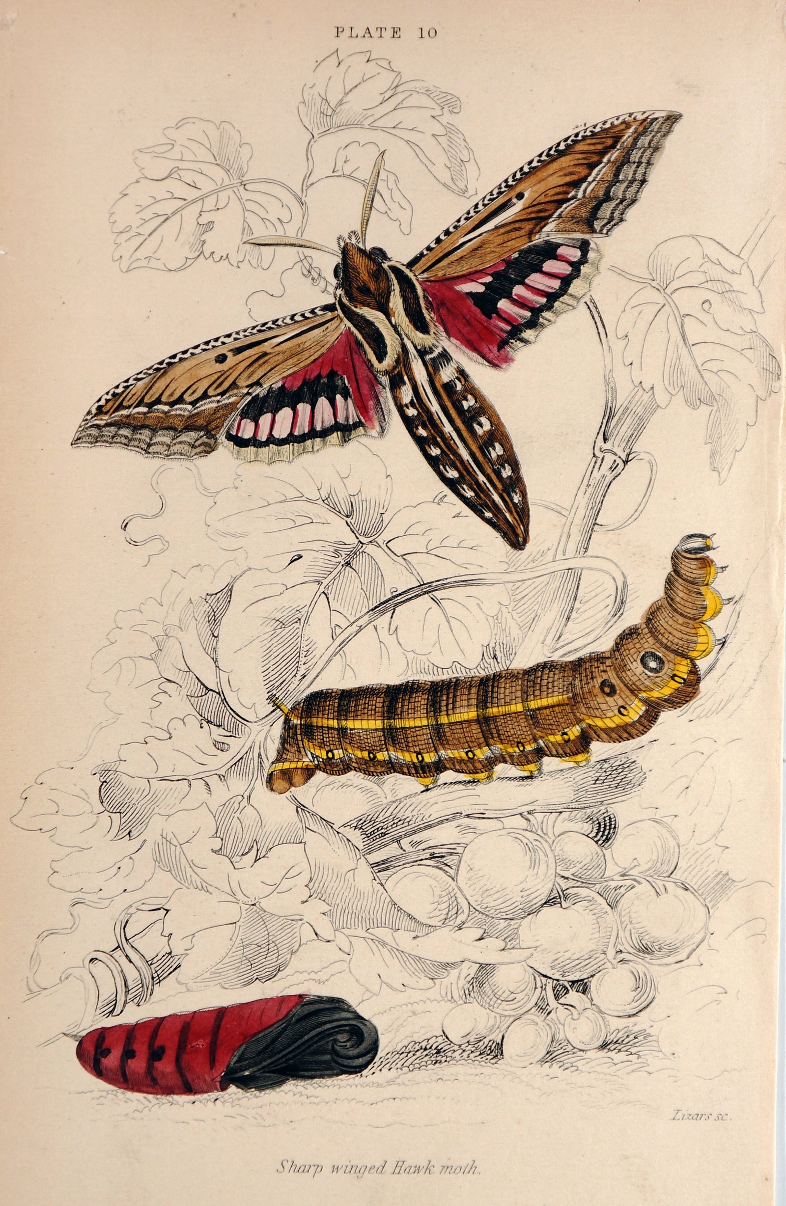 Jardine Exotic Moths Hand Colored Engraving - Authentic Vintage Antique Print