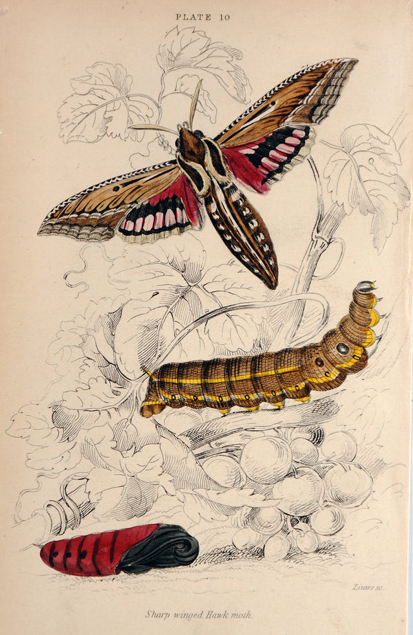 Jardine Exotic Moths Hand Colored Engraving - Authentic Vintage Antique Print