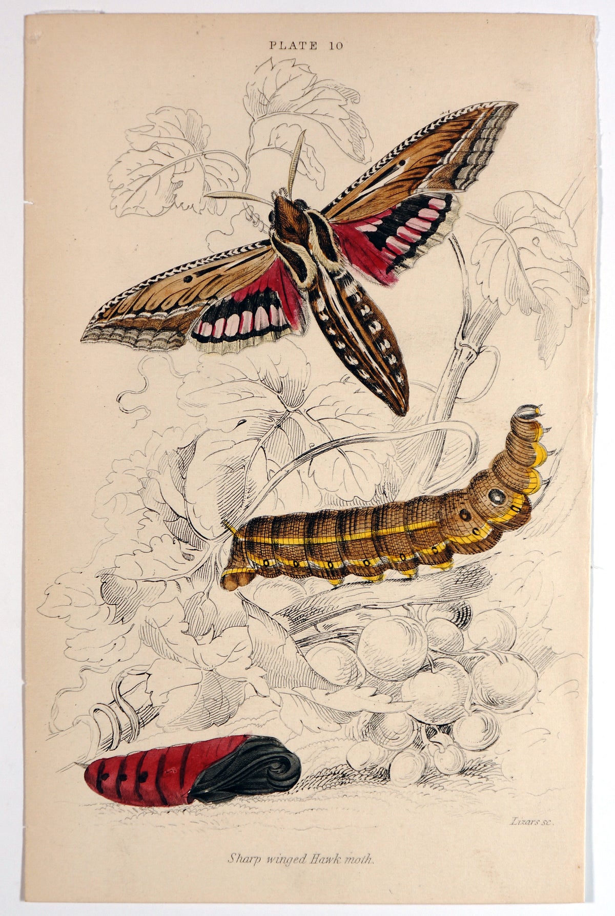 Jardine Exotic Moths Hand Colored Engraving - Authentic Vintage Antique Print