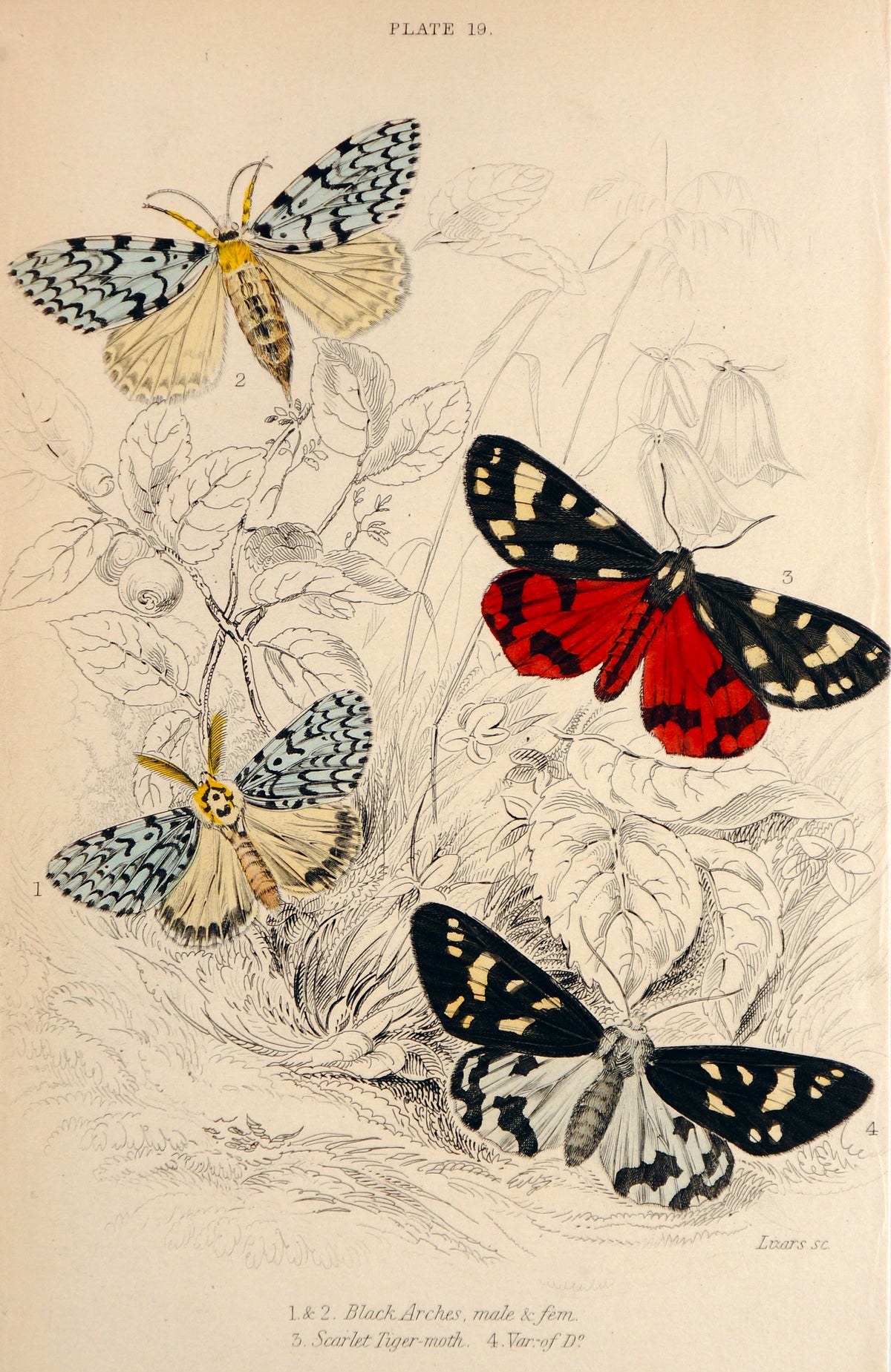 Jardine Exotic Moths Hand Colored Engraving - Authentic Vintage Antique Print