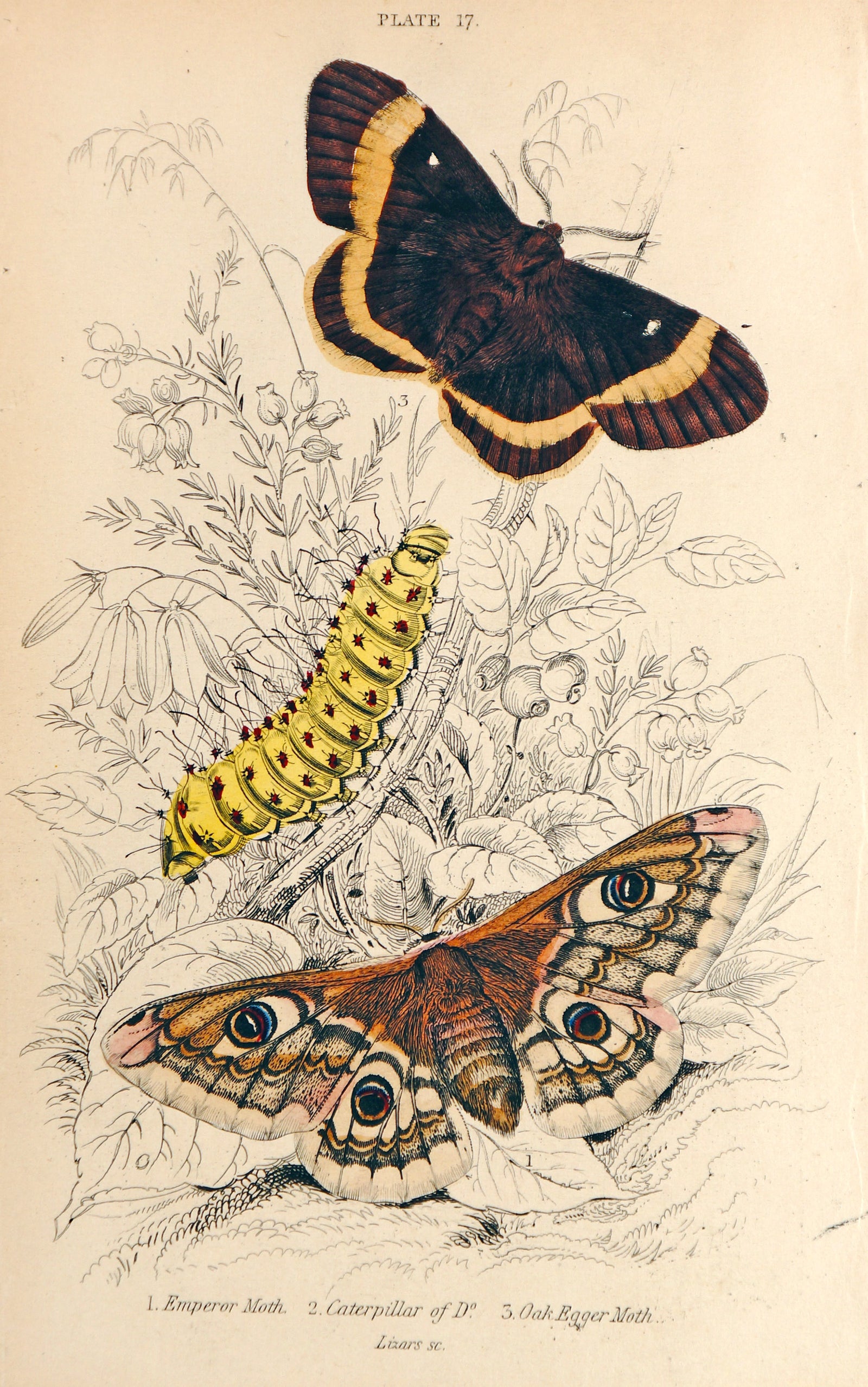 Jardine Exotic Moths Hand Colored Engraving - Authentic Vintage Antique Print