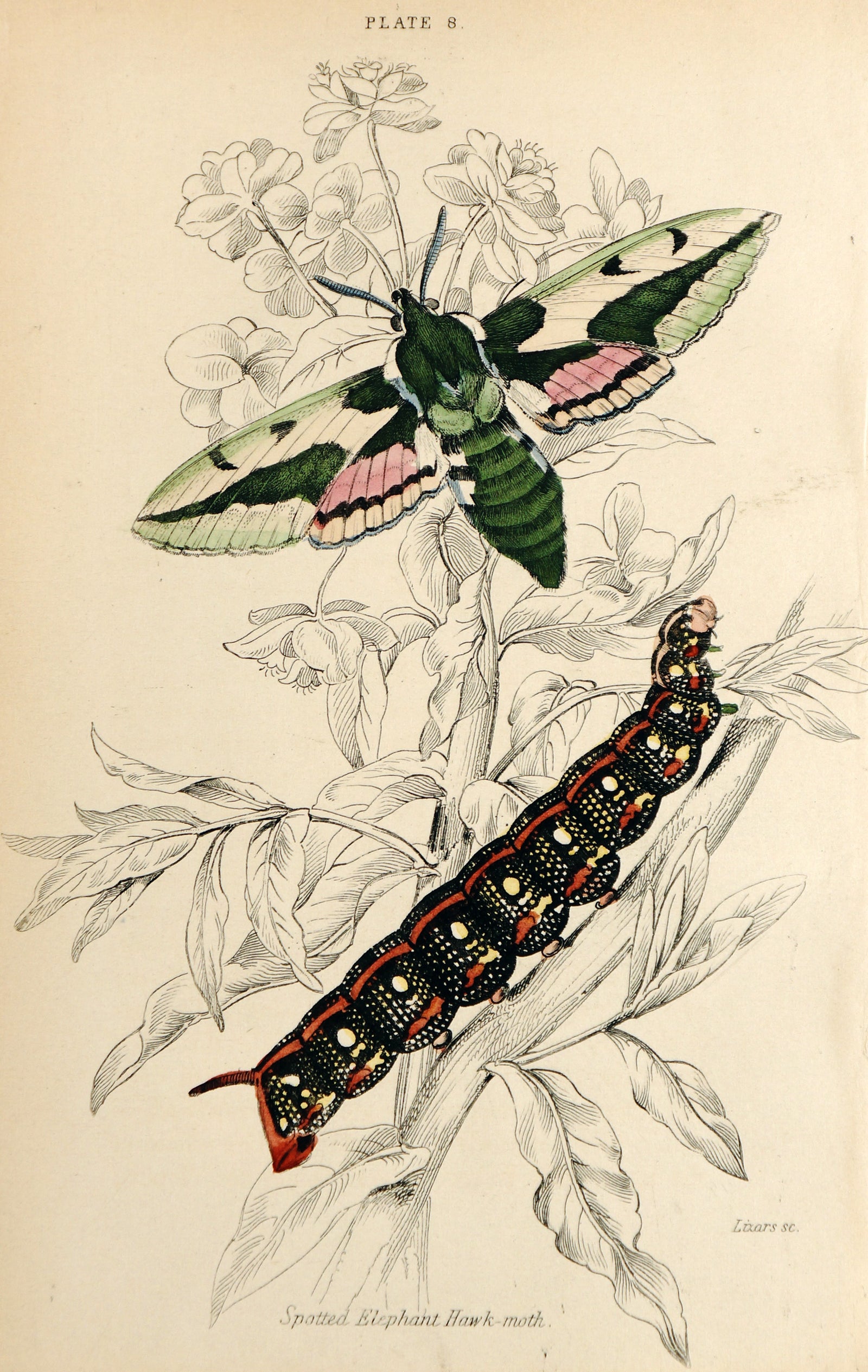 Jardine Exotic Moths Hand Colored Engraving - Authentic Vintage Antique Print