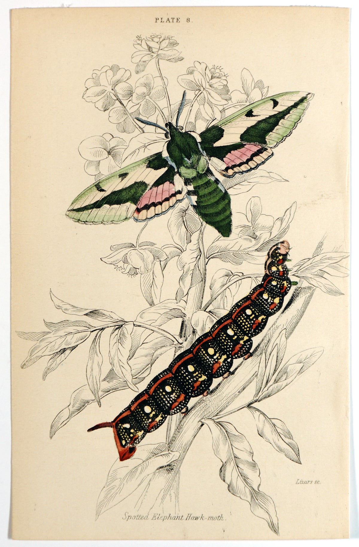 Jardine Exotic Moths Hand Colored Engraving - Authentic Vintage Antique Print