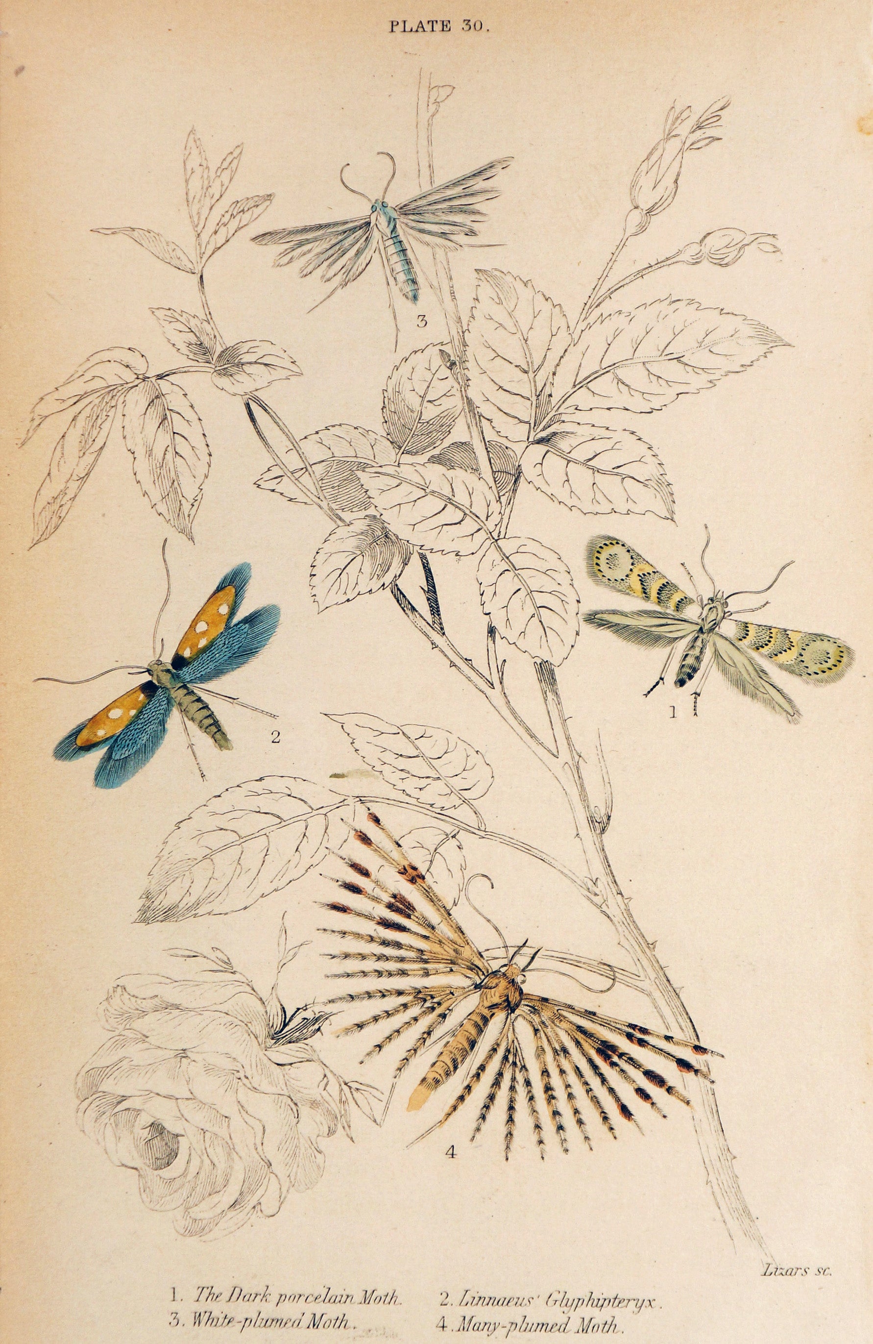 Jardine Exotic Moths Hand Colored Engraving - Authentic Vintage Antique Print