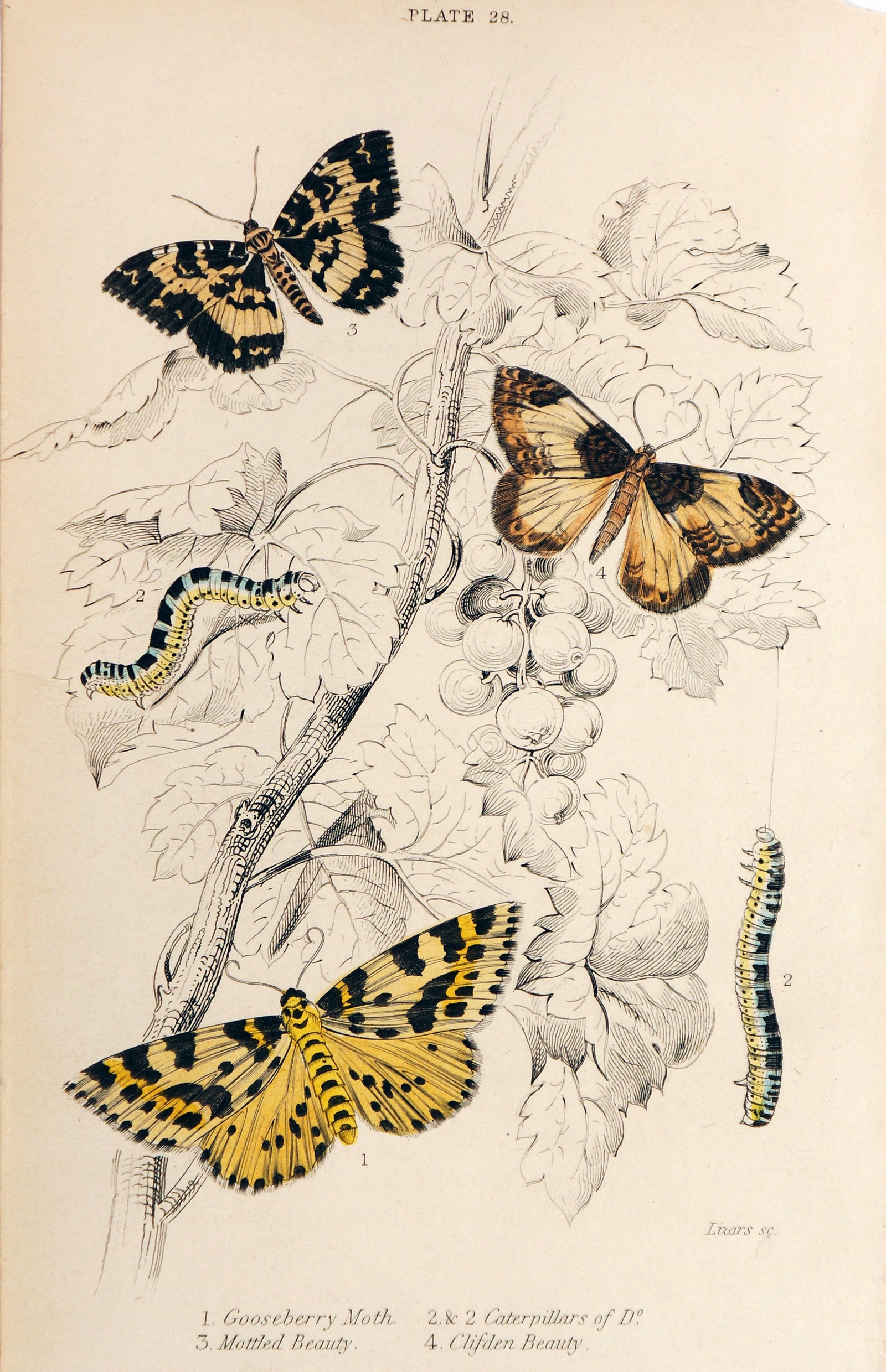 Jardine Exotic Moths Hand Colored Engraving - Authentic Vintage Antique Print