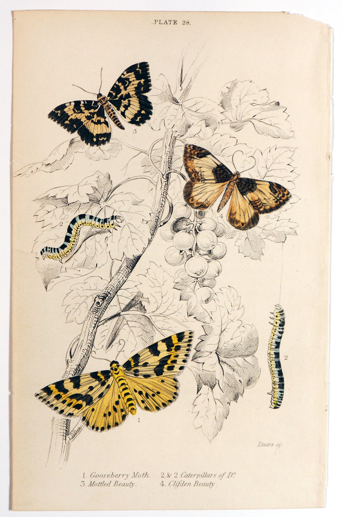 Jardine Exotic Moths Hand Colored Engraving - Authentic Vintage Antique Print