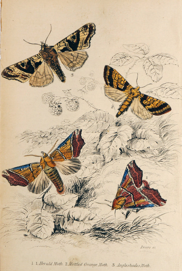 Jardine Exotic Moths Hand Colored Engraving - Authentic Vintage Antique Print
