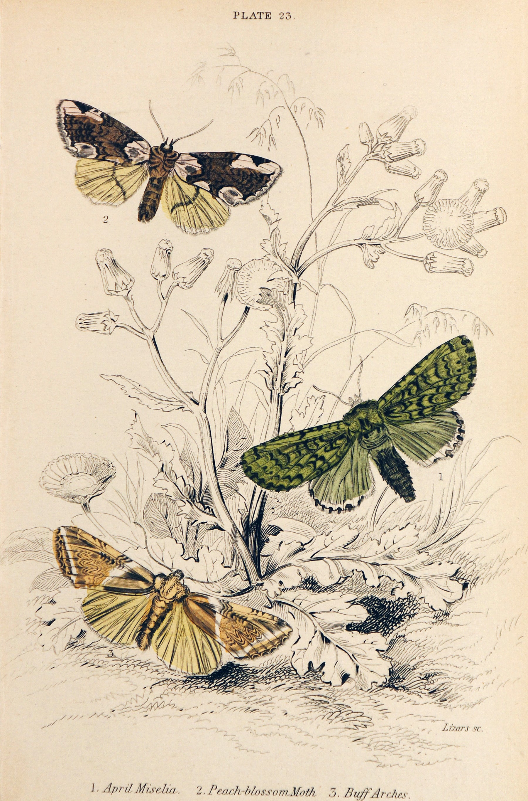 Jardine Exotic Moths Hand Colored Engraving - Authentic Vintage Poster