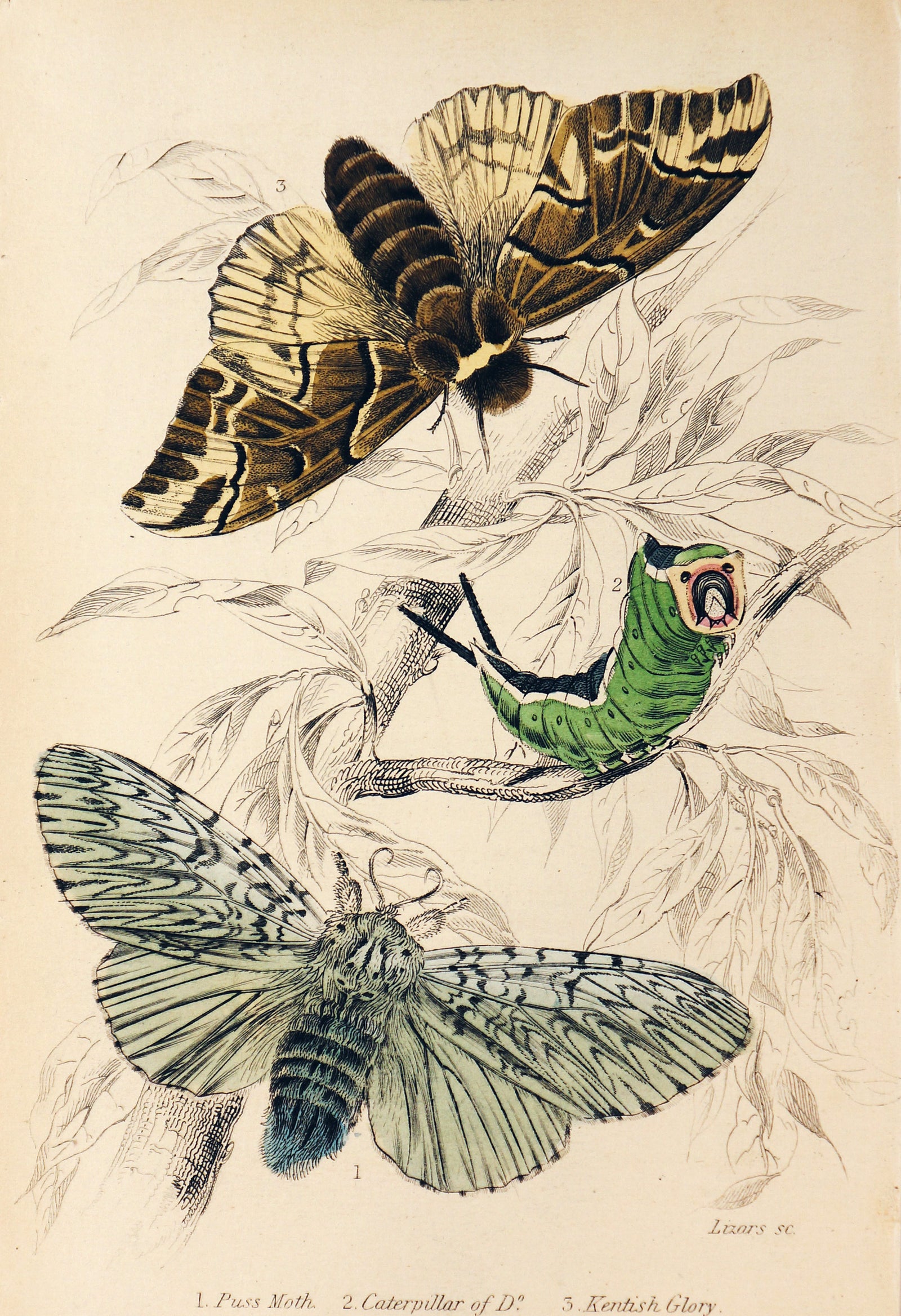 Jardine Exotic Moths Hand Colored Engraving - Authentic Vintage Antique Print
