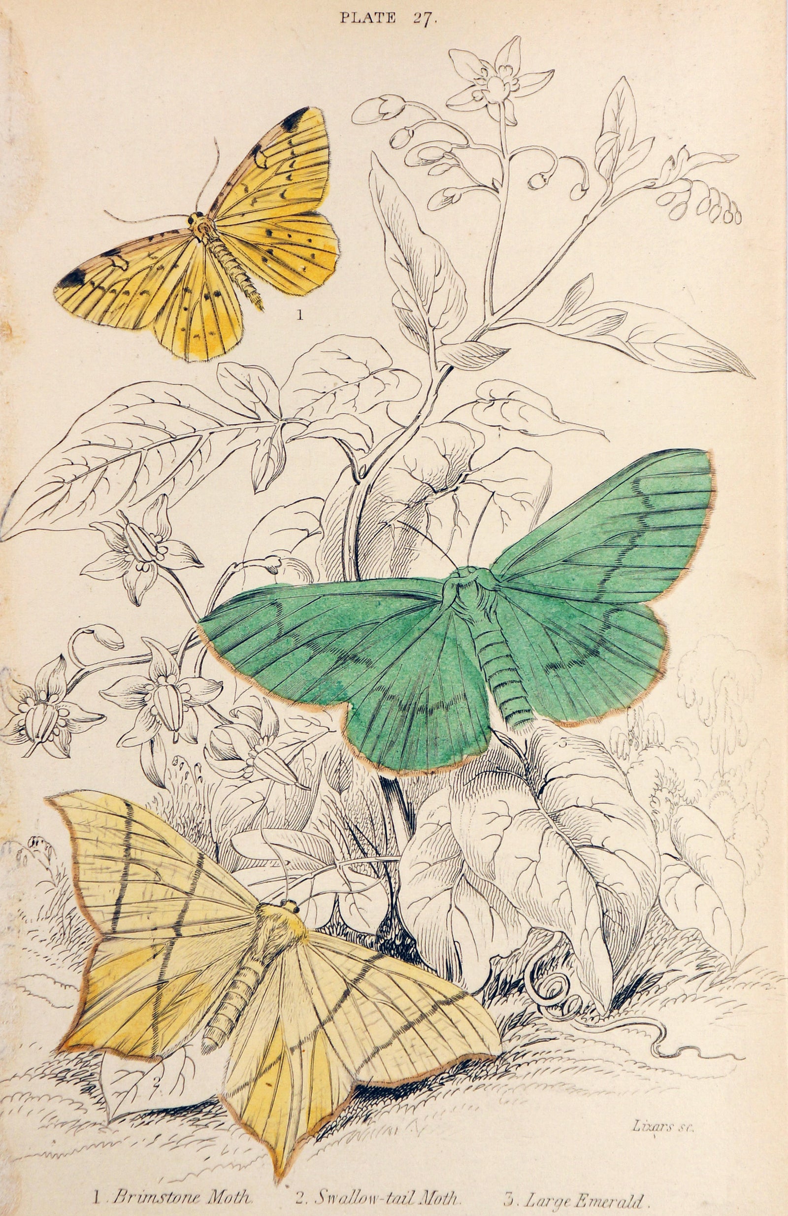 Jardine Exotic Moths Hand Colored Engraving - Authentic Vintage Antique Print